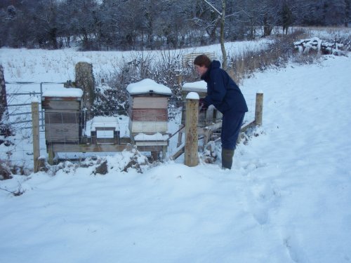 Deep snow covering hives and blocking doors.
